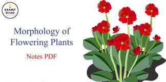 Morphology of Flowering Plants Notes PDF Download – NEET & Medical Exam 2021 Morphology of Flowering Plants Notes PDF
