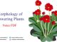 Morphology of Flowering Plants Notes PDF Download – NEET & Medical Exam 2021 Morphology of Flowering Plants Notes PDF